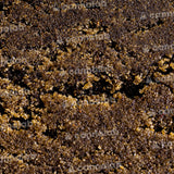 Cannalab ''Ice-O-Lator'' 47% CBD Hash